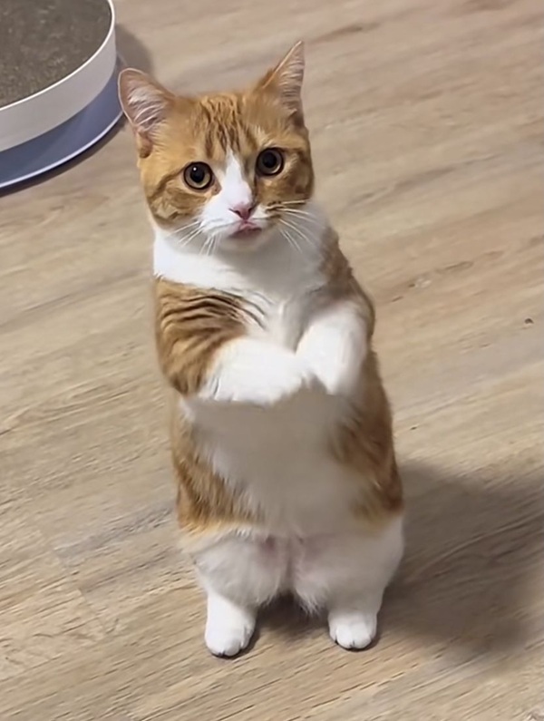 Tuyển Tập 39+ Meme Mèo Xin Lỗi Siêu Đáng Yêu meme mèo xin lỗi hợp làm meme reaction