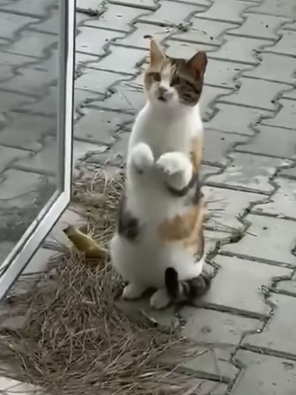 Tuyển Tập 39+ Meme Mèo Xin Lỗi Siêu Đáng Yêu meme mèo xin lỗi phong cách dễ thương