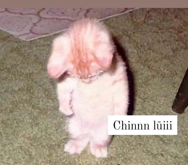 Tuyển Tập 39+ Meme Mèo Xin Lỗi Siêu Đáng Yêu meme mèo xin lỗi nhẹ nhàng đáng yêu