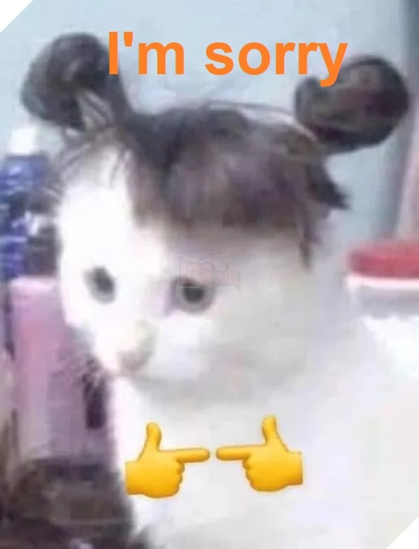 Tuyển Tập 39+ Meme Mèo Xin Lỗi Siêu Đáng Yêu meme mèo xin lỗi vô tri hài hước