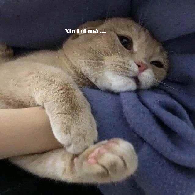 Tuyển Tập 39+ Meme Mèo Xin Lỗi Siêu Đáng Yêu meme mèo xin lỗi nhìn là thấy có lỗi