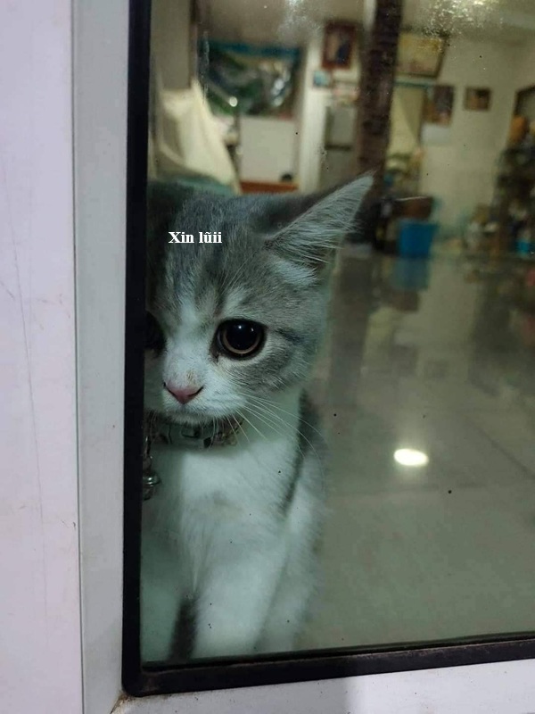 Tuyển Tập 39+ Meme Mèo Xin Lỗi Siêu Đáng Yêu meme mèo xin lỗi đáng yêu cho story