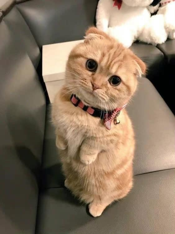 Tuyển Tập 39+ Meme Mèo Xin Lỗi Siêu Đáng Yêu meme mèo xin lỗi với vẻ mặt buồn
