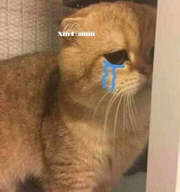 Tuyển Tập 39+ Meme Mèo Xin Lỗi Siêu Đáng Yêu meme mèo xin lỗi trông rất đáng thương