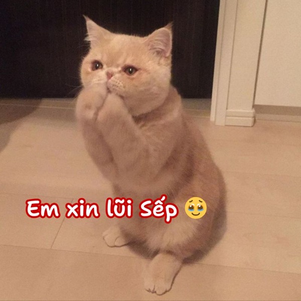 Tuyển Tập 39+ Meme Mèo Xin Lỗi Siêu Đáng Yêu meme mèo xin lỗi trông ngại ngùng