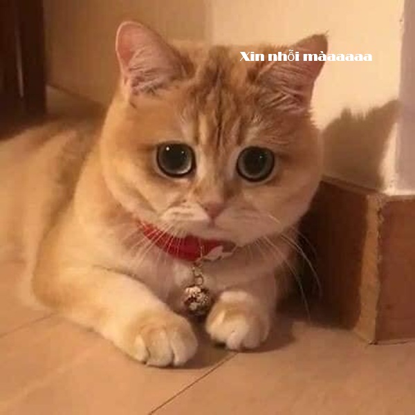 Tuyển Tập 39+ Meme Mèo Xin Lỗi Siêu Đáng Yêu meme mèo xin lỗi khi làm sai chuyện