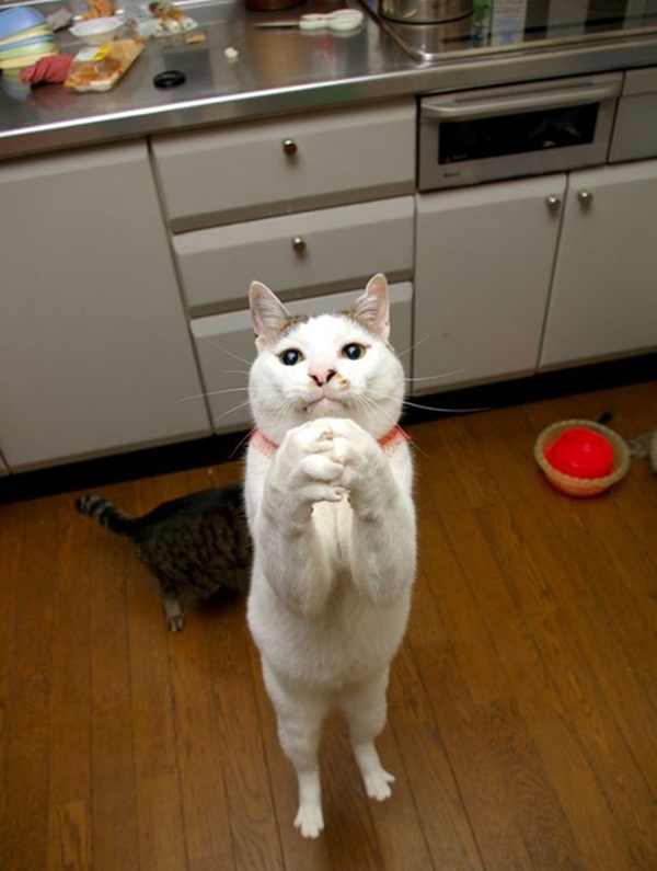 Tuyển Tập 39+ Meme Mèo Xin Lỗi Siêu Đáng Yêu meme mèo xin lỗi kiểu vô tri