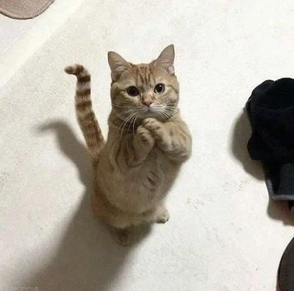 Tuyển Tập 39+ Meme Mèo Xin Lỗi Siêu Đáng Yêu meme mèo xin lỗi nhìn là mềm lòng