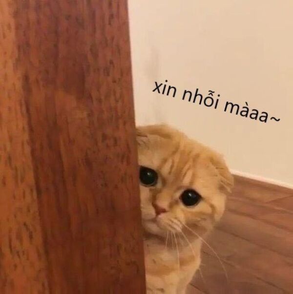 Tuyển Tập 39+ Meme Mèo Xin Lỗi Siêu Đáng Yêu meme mèo xin lỗi khi làm sai