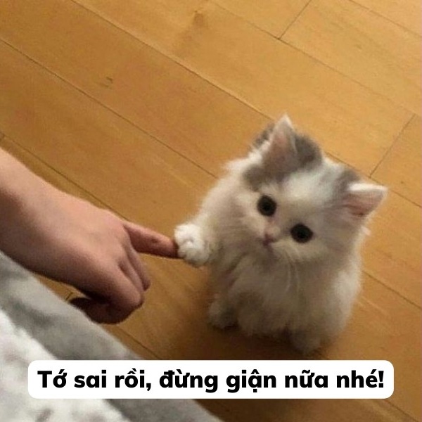 Tuyển Tập 39+ Meme Mèo Xin Lỗi Siêu Đáng Yêu meme mèo xin lỗi nhìn rất tội nghiệp