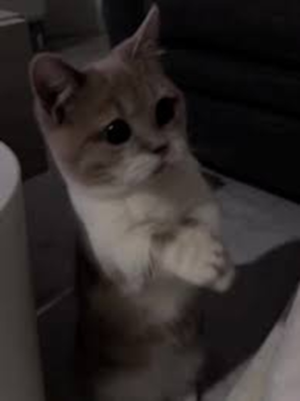 Tuyển Tập 39+ Meme Mèo Xin Lỗi Siêu Đáng Yêu meme mèo xin lỗi bằng ánh mắt
