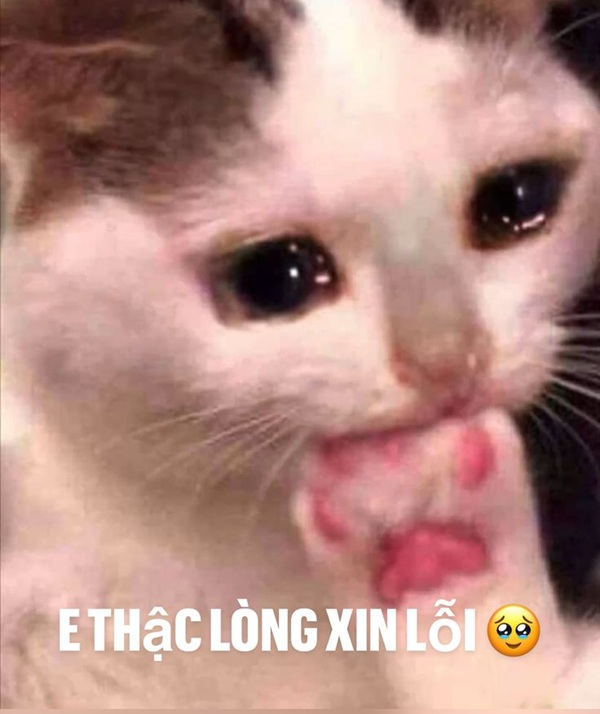 Tuyển Tập 39+ Meme Mèo Xin Lỗi Siêu Đáng Yêu meme mèo xin lỗi vô tri nhưng cute