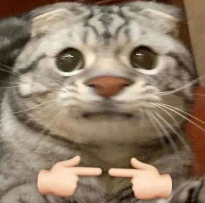 Tuyển Tập 39+ Meme Mèo Xin Lỗi Siêu Đáng Yêu meme mèo xin lỗi hài nhẹ