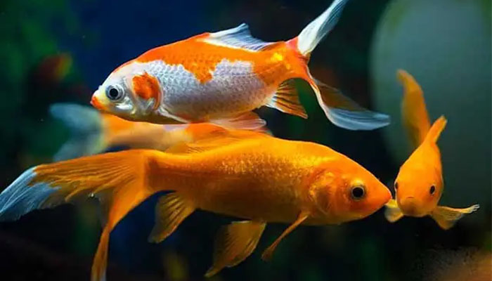 Nằm Mơ Thấy Cá Chép Có Ý NGhĩa Như Thế Nào? Con Số May Mắn Liên Quan cá chép 1
