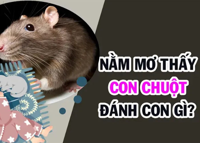 Nằm Mơ Thấy Chuột Ý NGhĩa Và Điềm Báo, Con Số May Mắn nam mo thay chuot 2